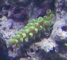 yellowacro.jpg