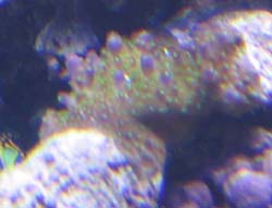purplegreentipmonti.jpg