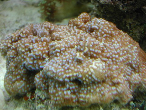 Encrusting Montipora