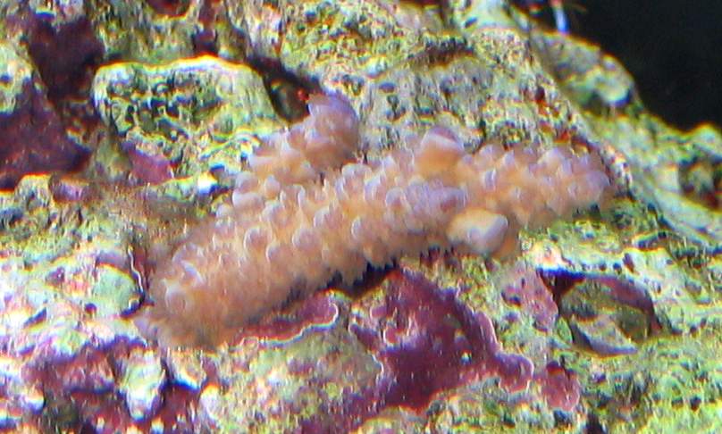IMG_0865-zoom.JPG