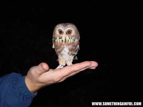 Scarey Owl.jpg