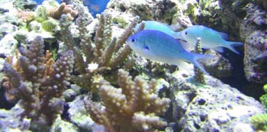 110 gallon 3-13-04 032 (Small).jpg