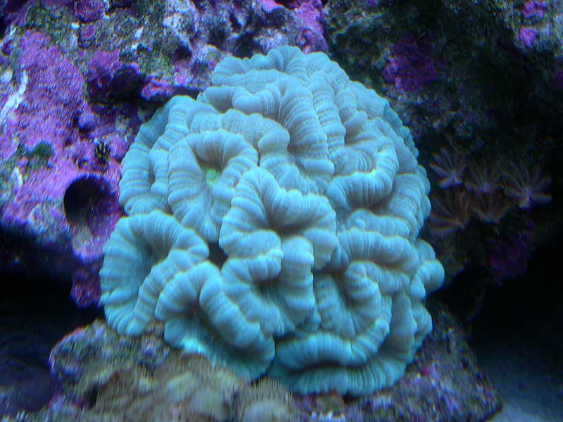 candy-coral-3-17-04.jpg