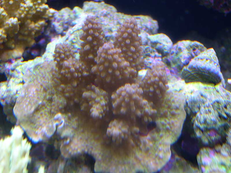 browned-out-acro-3-17-04.jpg