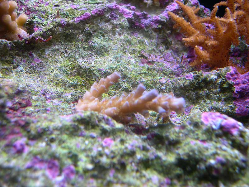 blue-tip-acro-3-17-04.jpg