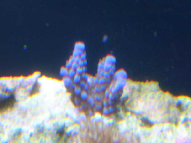 blue-acro-3-17-04.jpg