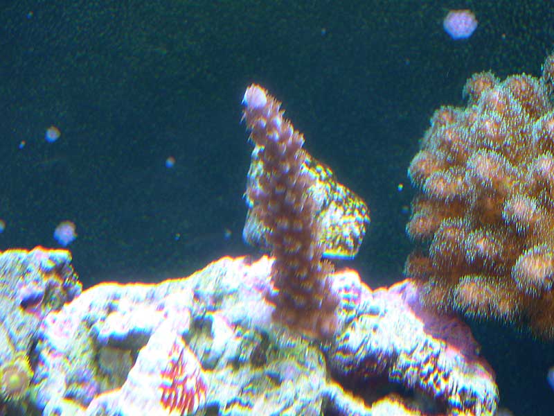 acro-formosa-3-17-04.jpg