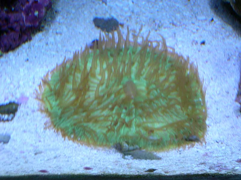 green-plate-3-17-04.jpg