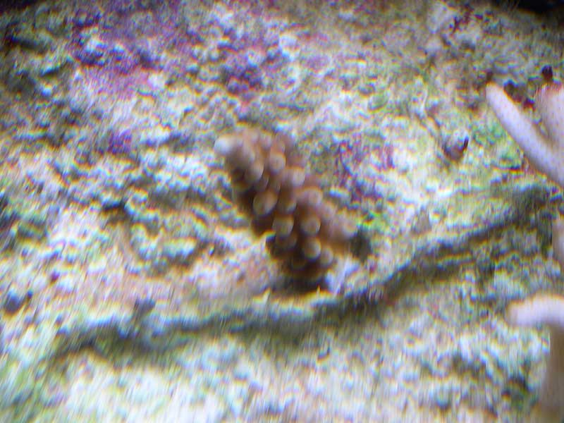 fat-frag.jpg