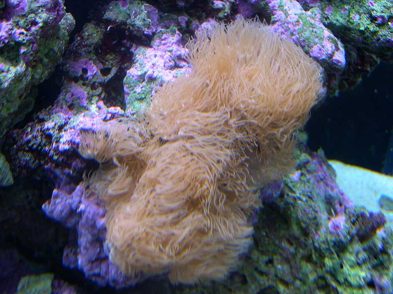 encrusting-gorgonian-3-17-0.jpg