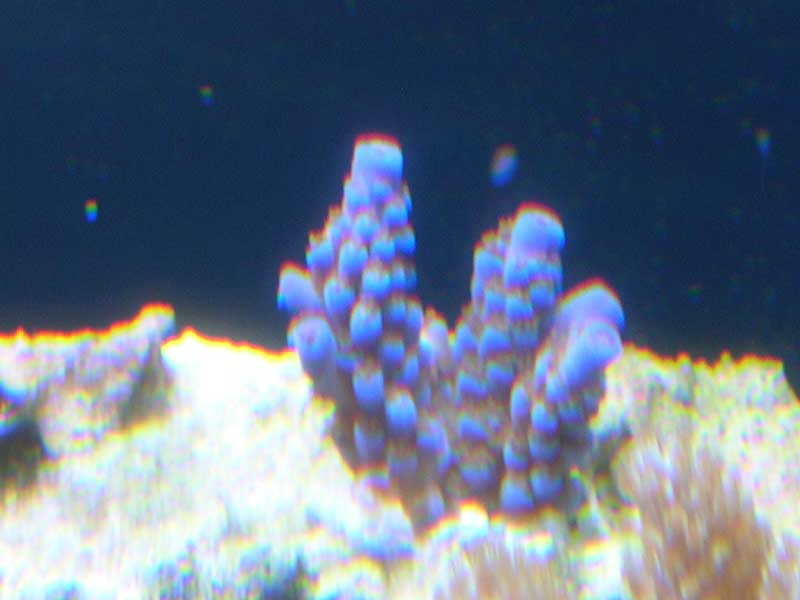 deep-water-acro-frag-3-17-0.jpg