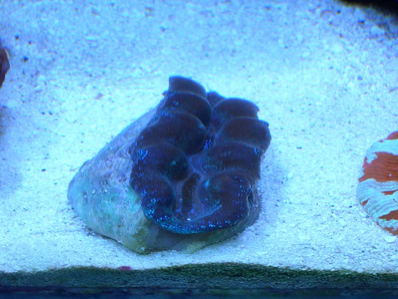 crosea-clam-3-17-04.jpg