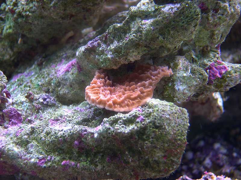 red-acro-3-17-04.jpg