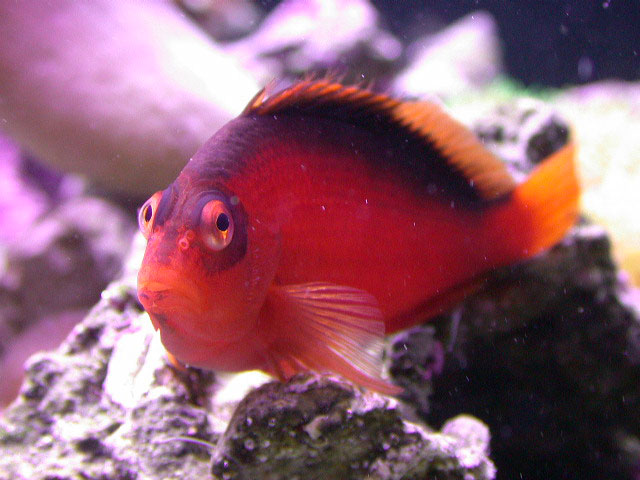 Ye Ol' Spooky Fish
