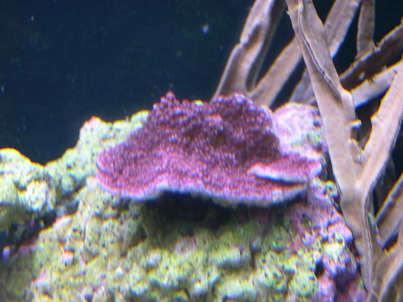 purple-cap-3-17-04.jpg