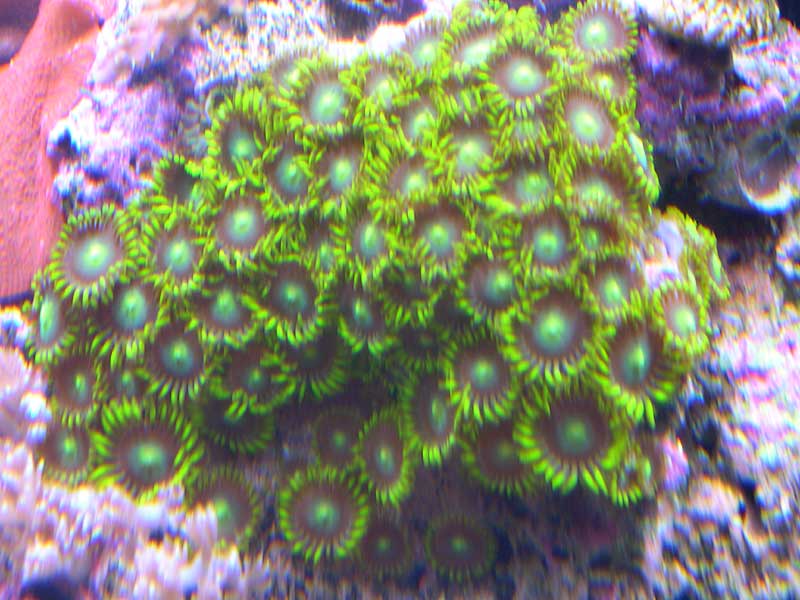 green-zoos-3-17-04.jpg
