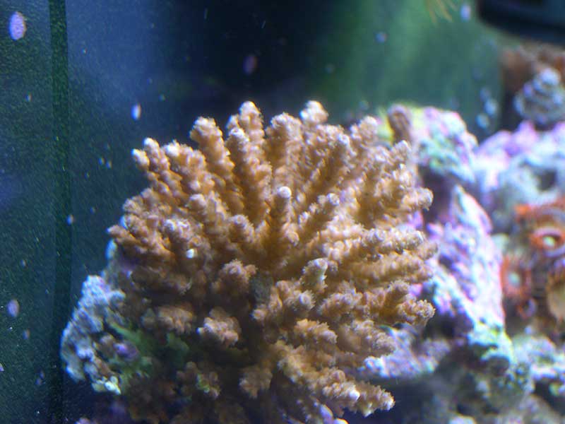 unknown-browned-out-acro-3-.jpg