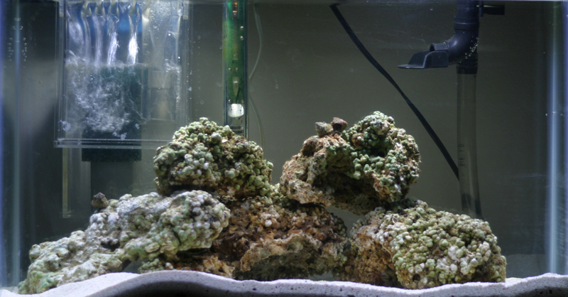 10 Gal. Nano - Just setup 3/20/04