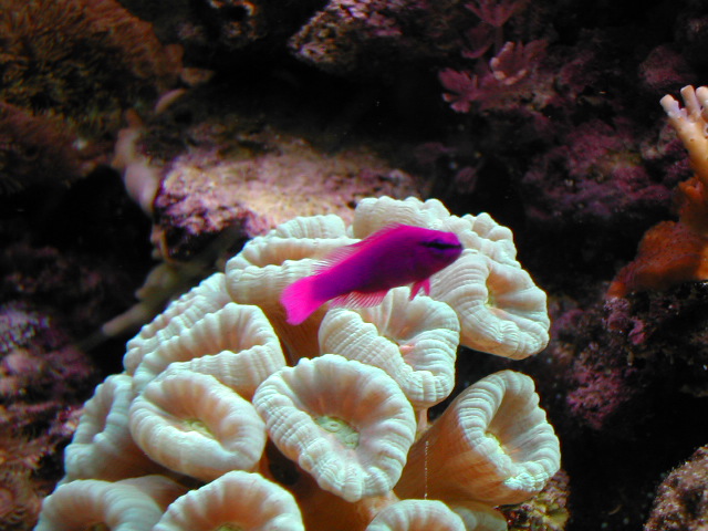 Orchid dottyback