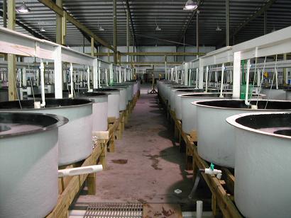 Row of grow out tanks