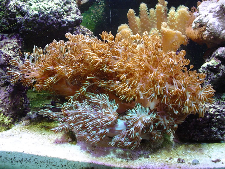 Xenia!
