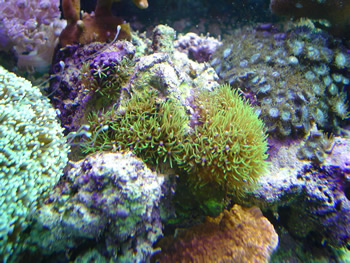 Josh's Green Star Polyps