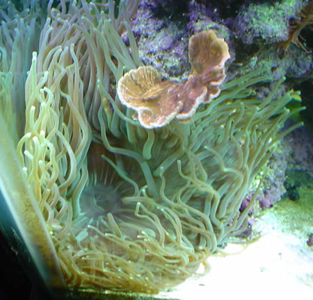 Long Tentacle Anemone