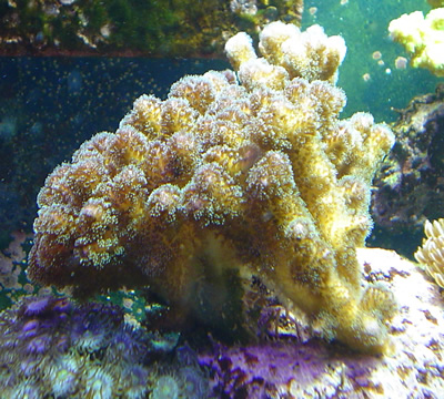 What is this called again?