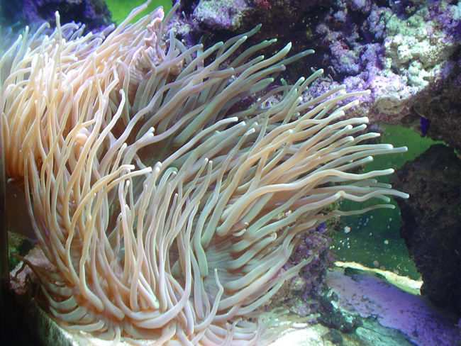Long Tentacle Anemone - Fully Extended