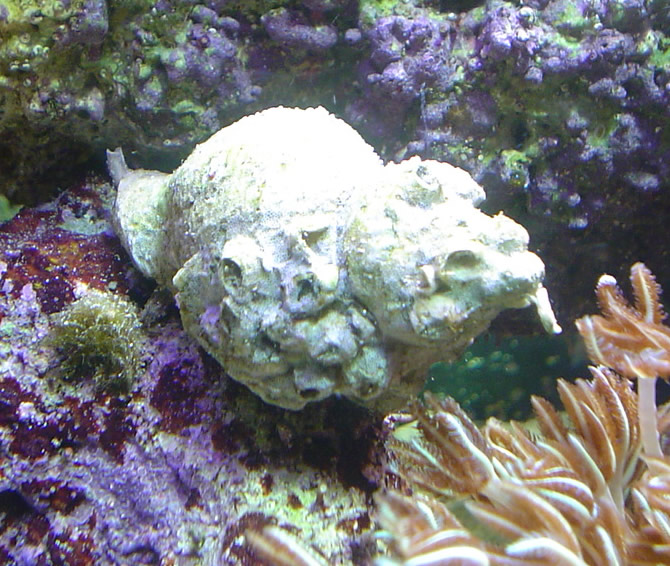 Snail from Little Lagoon, Gulf Shores
