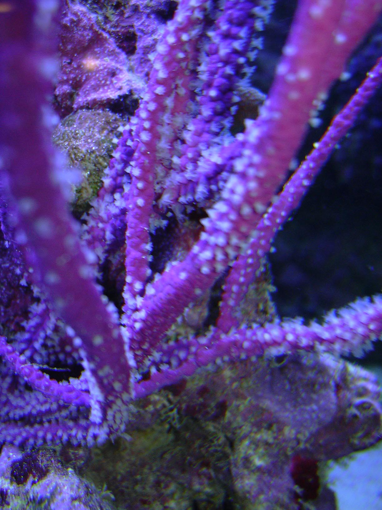 seawhips2.jpg