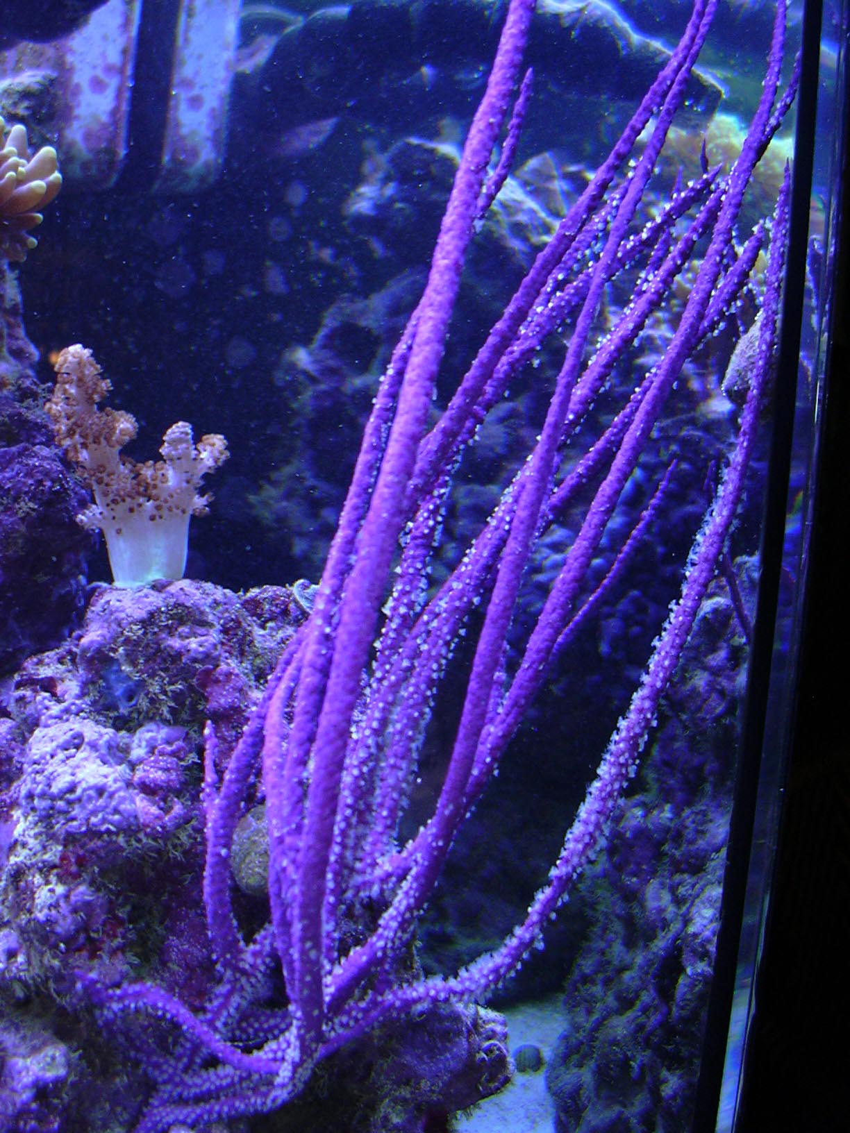 seawhips1.jpg