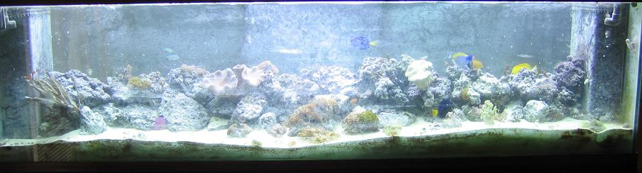 cleared up today after another filter sock change