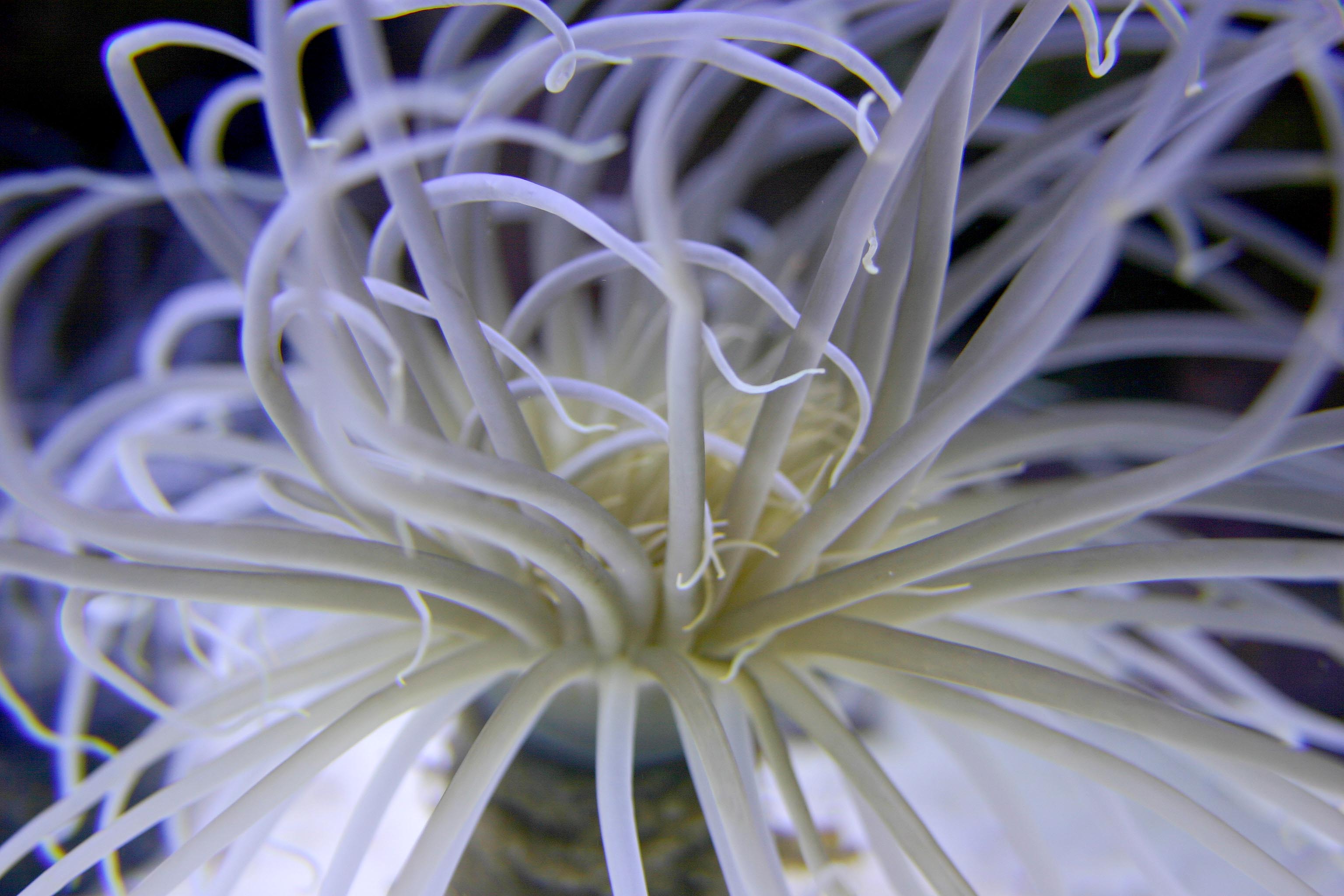 anemoneszoom1.jpg