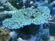 bright green efflo purple rim.jpg