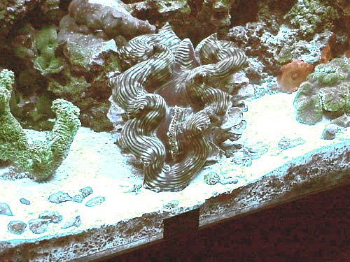 clam5.JPG