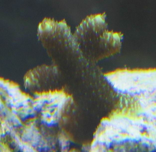 millepora?  From Xster, pretty!