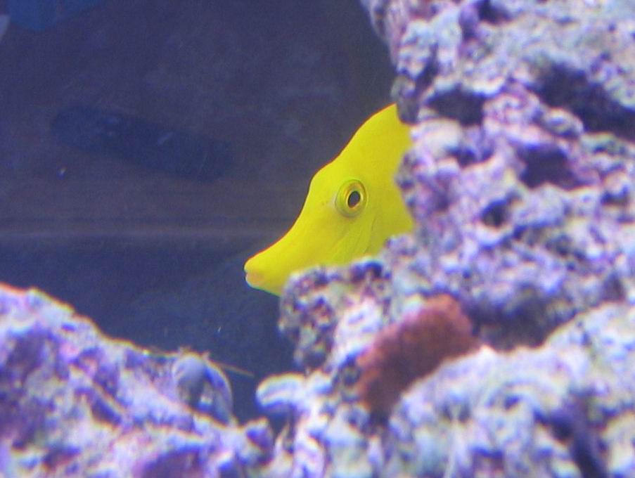 peek-a-boo, I see you!