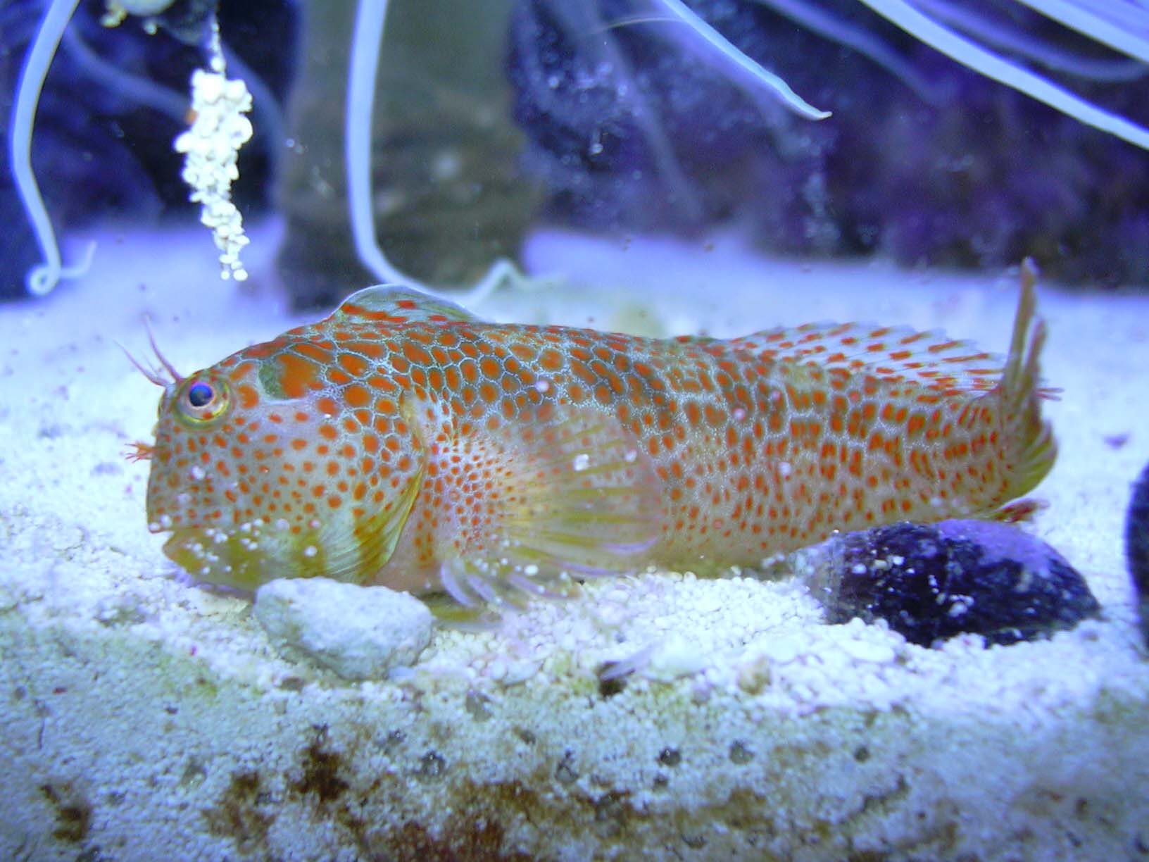 blenny.jpg
